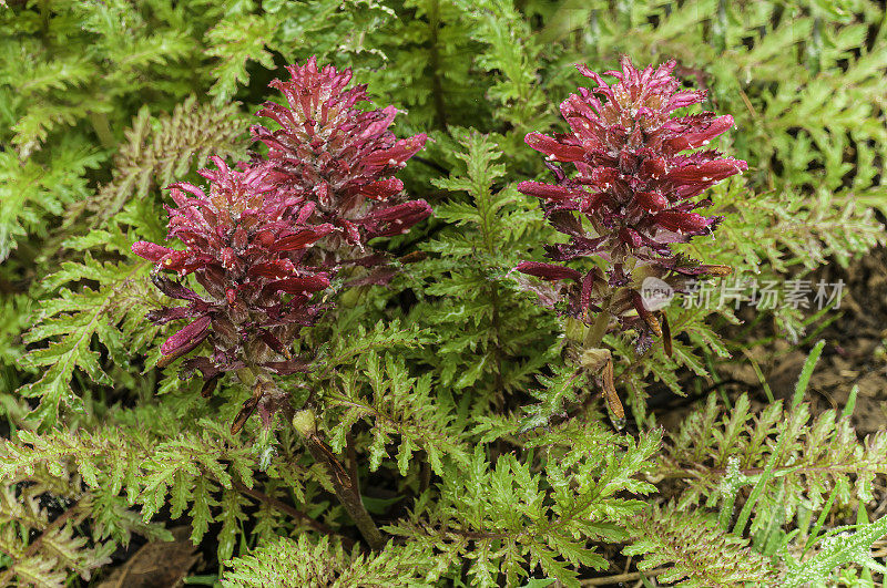 印度的战士;Pedicularis densiflora;Modini Mayacamas Precerve，索诺马县，加利福尼亚州，蛇形地区;列当科,红色的花
